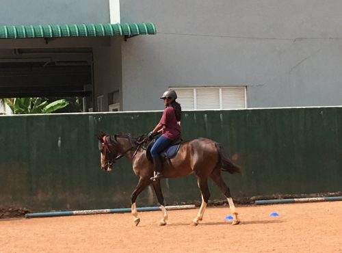 This year Fi went to Sri Lanka as a consultant and coach to the Sri Lankan Horse Association and Premadasa Riding School to give training and run clinics.